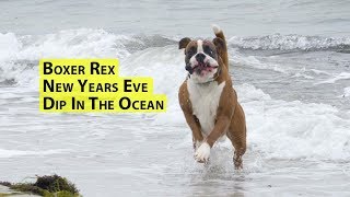 Boxer Rex New Years Eve Dip In The Ocean! HAPPY NEW YEAR from Rex!