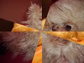 mis_maltes los perritos bichon maltes jugando mis_maltes los perritos bichon maltes jugando
