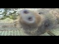 Last day @ Wild Boar theme park - Cam feeds BOAR! Last day @ Wild Boar theme park - Cam feeds BOAR!