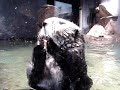 OTTER OTTER