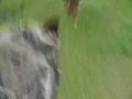 so toll kann reiten in SH sein so toll kann reiten in SH sein