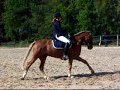 rolde dressuur