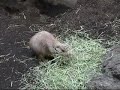 Black-tailed prairie dog-1 For my baby Black-tailed prairie dog-1 For my baby