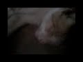 Cat Cat