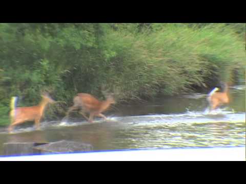 how to locate big bucks