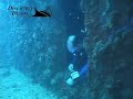 Taiei Maru wreck Dive Coron island philippines