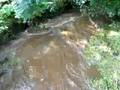 videos de Rosedale Abbey River