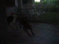 American bulldog vs Staffordshire bulldog