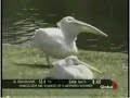 Pelican Eating A Pigeon!
