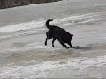 Mudi Playtime!