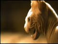 Megadeth - Insomnia