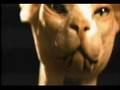 Megadeth - Insomnia