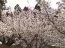 京都桜仁和寺2007/04/13