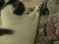 Kitty Kitty