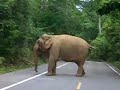 Elephant attack in Khao Yai National Park