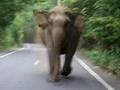 Elephant attack in Khao Yai National Park