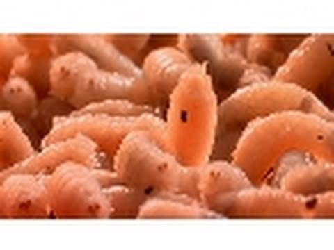 Mmm, Maggots! | World's Weirdest