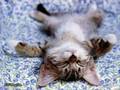 Catty Rdm-ness XDD