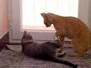 Cats Ultimate Fight