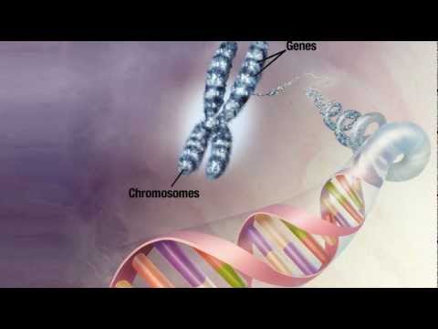 how to isolate chromosomal dna