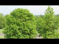 Click here to watch this video Glasgow skyline from Queenspark flagpole 23 May 2012