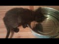 kitty drinking water out of dog dish one paw in bowl sute funny