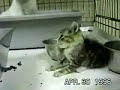 Stop animal testing - little cats