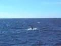 Spermwhale diving