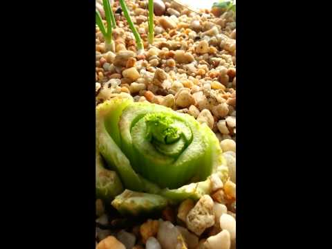 how to replant celery stalk