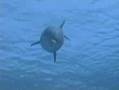 Dophin Reef - Underwater Stock Footage