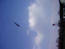 Daniel Maslen bungee jump Daniel Maslen bungee jump