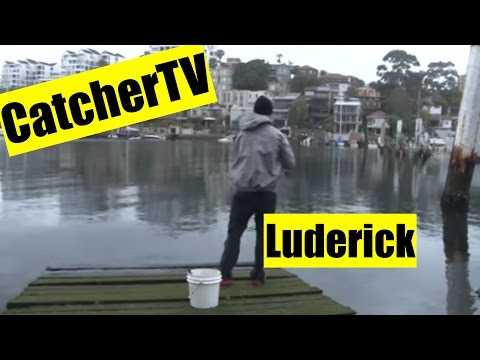 how to bleed luderick