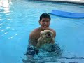 Dog paddling in pool