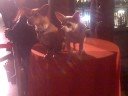 Beverly Hills Chihuahua Canine Stars Papi and Chloe