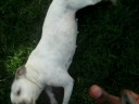 Belly tricks without treats.