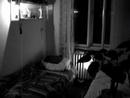 Bed - Postel
