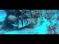 Flat Cay West-Atlantic Spadefish YT-Youtube HQ