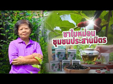 ภูมิปัญญาท้องถิ่น ชาใบหม่อน