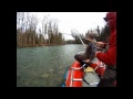 Cowichan River Steelhead ~ BC Steelheading ~ RamblingFisherman.com