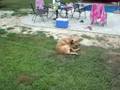 Shea chasing his tail