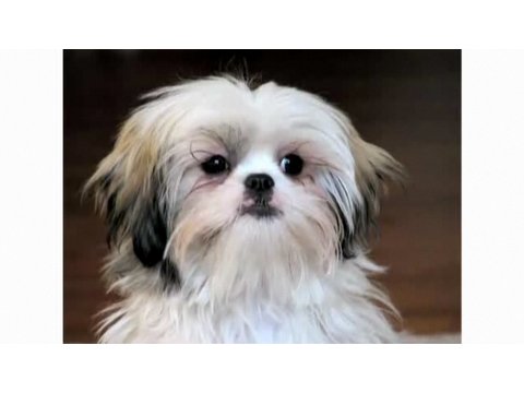 shih tzu