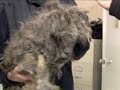 Canadian Puppies Saved Again: Puppy Mill Rescue