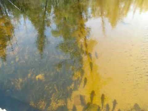 Sucker Spawning Run in Cut River