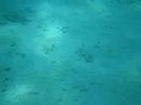 Diving at Kenya Part 6