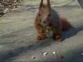 Eichhoernchen im Volkspark Friedrichshain (28.03.07)