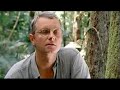 Evolution coevolution of the ant and fungi