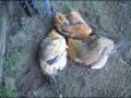 videos de Nov 30 2008 - VID00010
