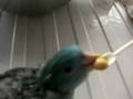 videos de LINEOLATED PARAKEET 