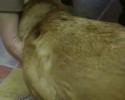 HomeoPet Hot Spots Helps Paws
