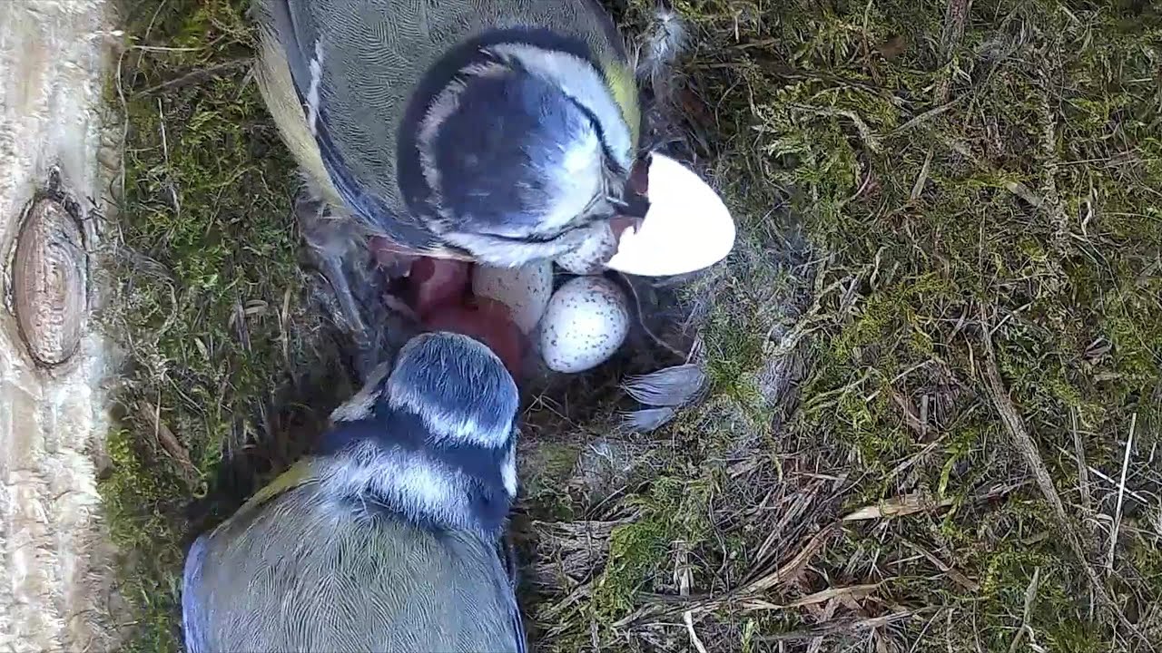 Sehr fotogenes Schlüpfen der Blaumeisenküken | 28.05.2023